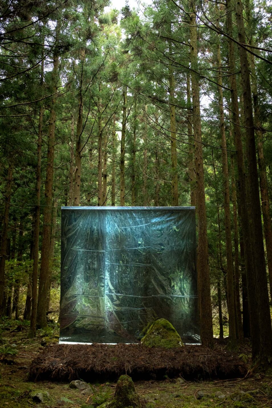 The Forest Of Tenkawa II Mind Trail SYNONYM